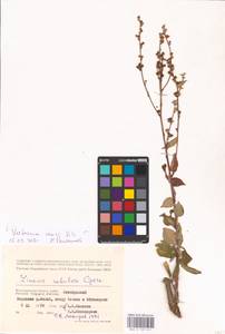MHA 0 159 411, Verbascum chaixii Vill., Eastern Europe, Lower Volga region (E9) (Russia)