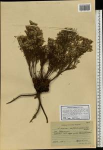 Limonium caspium (Willd.) Gams, Eastern Europe, Lower Volga region (E9) (Russia)