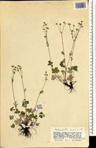 Potentilla crebridens Juz., Mongolia (MONG) (Mongolia)