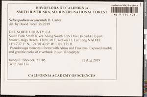 Scleropodium occidentale B.E. Carter, Bryophytes, Bryophytes - America (BAm) (United States)