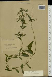 Lathyrus palustris L., Eastern Europe, Central forest region (E5) (Russia)