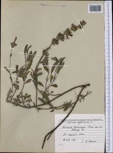 Salvia officinalis L., Western Europe (EUR) (France)