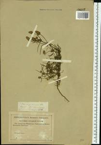 Plantago arenaria Waldst. & Kit., Eastern Europe, Western region (E3) (Russia)