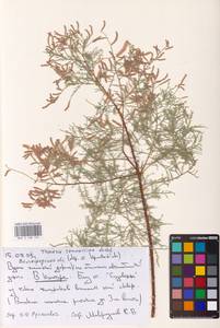 Tamarix ramosissima Ledeb., Eastern Europe, Lower Volga region (E9) (Russia)