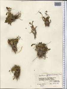 Richteria djilgense (Franch.) K. Bremer & Humphries, Middle Asia, Pamir & Pamiro-Alai (M2) (Tajikistan)