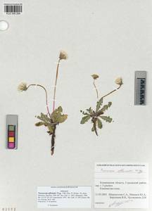 Taraxacum officinale Weber ex Wiggins, Siberia, Altai & Sayany Mountains (S2) (Russia)