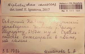 MW 9 111 101, Niphotrichum canescens (Hedw.) Bedn.-Ochyra & Ochyra, Bryophytes, Bryophytes - North Caucasus & Ciscaucasia (B12) (Russia)