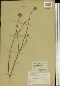 Cephalaria transsylvanica (L.) Schrad. ex Roem. & Schult., Eastern Europe, South Ukrainian region (E12) (Ukraine)