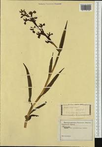 Anacamptis laxiflora (Lam.) R.M.Bateman, Pridgeon & M.W.Chase, Western Europe (EUR) (Not classified)