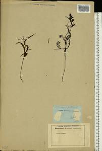 Melampyrum pratense L., Eastern Europe, Latvia (E2b) (Latvia)