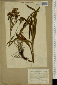 Pilosella echioides subsp. echioides, Eastern Europe, South Ukrainian region (E12) (Ukraine)