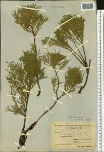 Juniperus sabina var. davurica (Pall.) Farjon, Siberia, Yakutia (S5) (Russia)