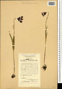 Fritillaria caucasica Adam, Caucasus, Stavropol Krai, Karachay-Cherkessia & Kabardino-Balkaria (K1b) (Russia)