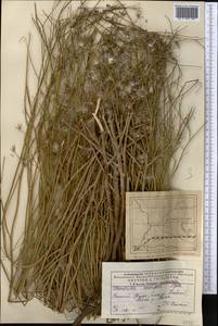 Chondrilla leiosperma Kar. & Kir., Middle Asia, Muyunkumy, Balkhash & Betpak-Dala (M9) (Kazakhstan)