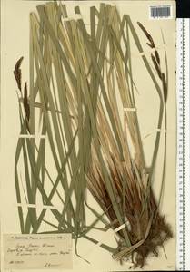 Carex buekii Wimm., Eastern Europe, Lower Volga region (E9) (Russia)