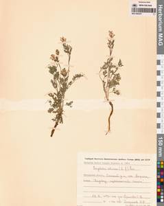 Corydalis sibirica (L.fil.) Pers., Siberia, Chukotka & Kamchatka (S7) (Russia)