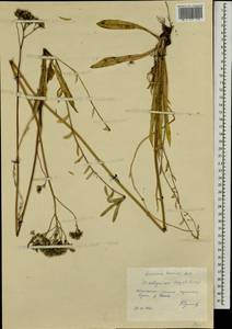 Pilosella leptophyton subsp. leptophyton, Eastern Europe, Western region (E3) (Russia)