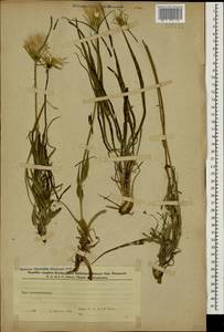 Tragopogon buphthalmoides (DC.) Boiss., Caucasus, Azerbaijan (K6) (Azerbaijan)