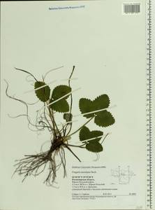 Fragaria ×ananassa (Weston) Rozier, Eastern Europe, Central region (E4) (Russia)