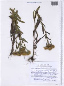 Pentanema britannicum (L.) D.Gut.Larr., Santos-Vicente, Anderb., E.Rico & M.M.Mart.Ort., Siberia, Altai & Sayany Mountains (S2) (Russia)