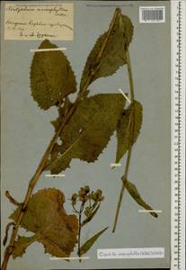 Lactuca macrophylla subsp. macrophylla, Caucasus, Azerbaijan (K6) (Azerbaijan)