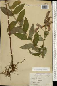 Mentha longifolia (L.) L., Caucasus, Armenia (K5) (Armenia)