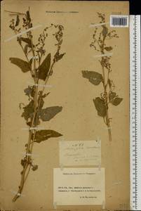 Atriplex hortensis L., Eastern Europe, South Ukrainian region (E12) (Ukraine)