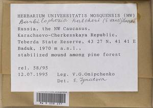 Barbilophozia hatcheri (A. Evans) Loeske, Bryophytes, Bryophytes - North Caucasus & Ciscaucasia (B12) (Russia)