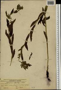 Lithospermum erythrorhizon Siebold & Zucc., Siberia, Russian Far East (S6) (Russia)