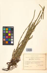 Equisetum hyemale L., Siberia, Russian Far East (S6) (Russia)