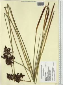 Juncus maritimus Lam., Western Europe (EUR) (Bulgaria)