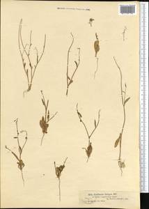 Goldbachia laevigata (M.Bieb.) DC., Middle Asia, Muyunkumy, Balkhash & Betpak-Dala (M9) (Kazakhstan)