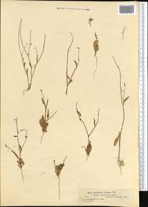 Goldbachia laevigata (M. Bieb.) DC., Middle Asia, Muyunkumy, Balkhash & Betpak-Dala (M9) (Kazakhstan)