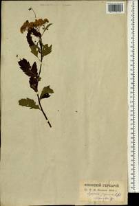 Spiraea japonica L. fil., South Asia, South Asia (Asia outside ex-Soviet states and Mongolia) (ASIA) (Japan)