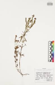 Veronica austriaca L., Eastern Europe, Central region (E4) (Russia)