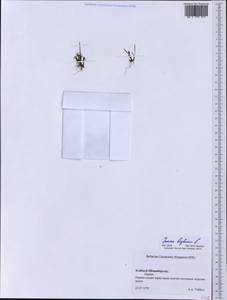 Juncus biglumis L., Western Europe (EUR) (Svalbard and Jan Mayen)