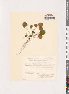 Viola kusanoana Makino, Siberia, Russian Far East (S6) (Russia)