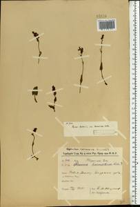 Rumex acetosa L., Eastern Europe, Northern region (E1) (Russia)