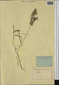 Eragrostis cilianensis (All.) Janch., Western Europe (EUR) (France)