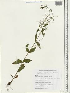 Epilobium pseudorubescens A. K. Skvortsov, Eastern Europe, Central forest region (E5) (Russia)