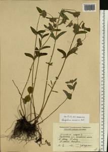 Clinopodium caucasicum Melnikov, Eastern Europe, Moldova (E13a) (Moldova)