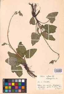 MHA 0 156 237, Salvia nutans L., Eastern Europe, Central forest-and-steppe region (E6) (Russia)