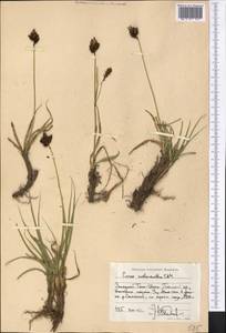 Carex melanantha C.A.Mey., Middle Asia, Western Tian Shan & Karatau (M3) (Kyrgyzstan)