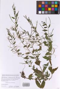 Epilobium ciliatum subsp. ciliatum, Eastern Europe, Moscow region (E4a) (Russia)