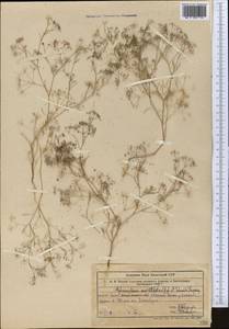 Psammogeton capillifolium (Regel & Schmalh.) Mousavi, Mozaff. & Zarre, Middle Asia, Western Tian Shan & Karatau (M3) (Kazakhstan)