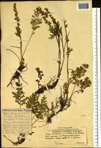 Artemisia phaeolepis Krasch., Siberia, Altai & Sayany Mountains (S2) (Russia)