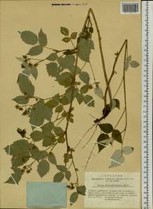 Rubus sachalinensis H. Lév., Siberia, Altai & Sayany Mountains (S2) (Russia)