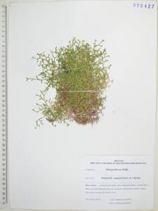 Selaginella sanguinolenta (L.) Spring, Siberia, Russian Far East (S6) (Russia)