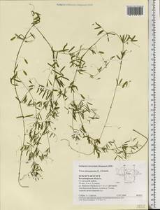 Vicia tetrasperma (L.)Schreb., Eastern Europe, Central region (E4) (Russia)