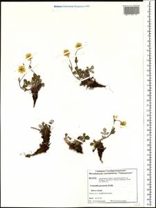 Potentilla ×prostrata Rottb., Siberia, Central Siberia (S3) (Russia)